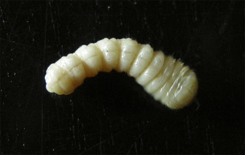Larva di....Cerambycidae:  cfr. Hylotrupes bajulus